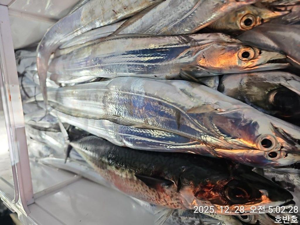 낚시뚜,갈치,통영 신전항,통영호반호,낚시뚜26