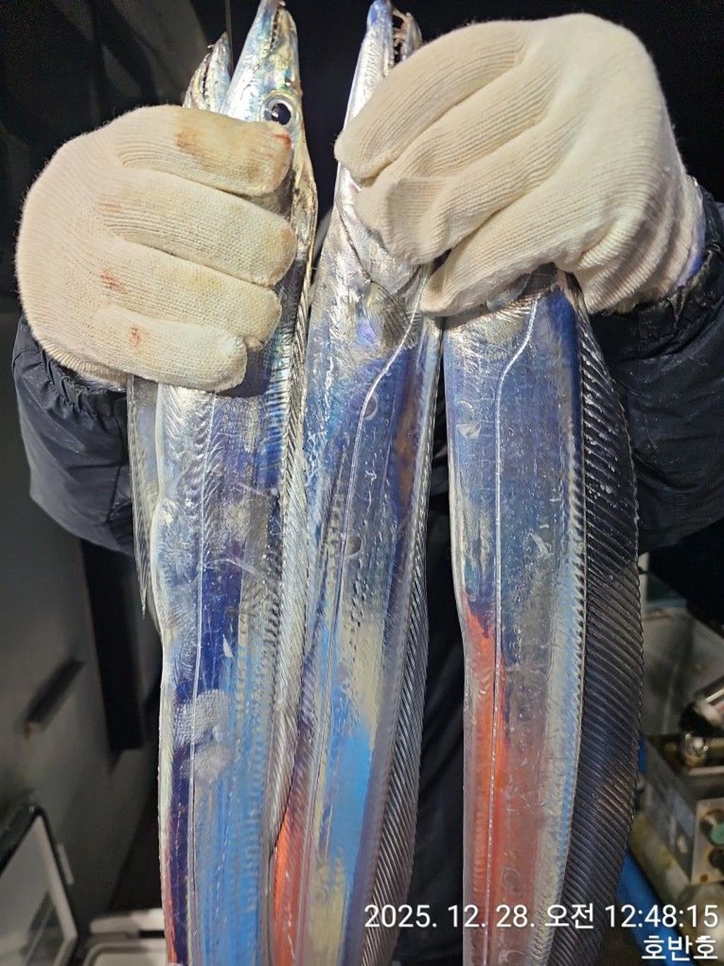 낚시뚜,갈치,통영 신전항,통영호반호,낚시뚜21