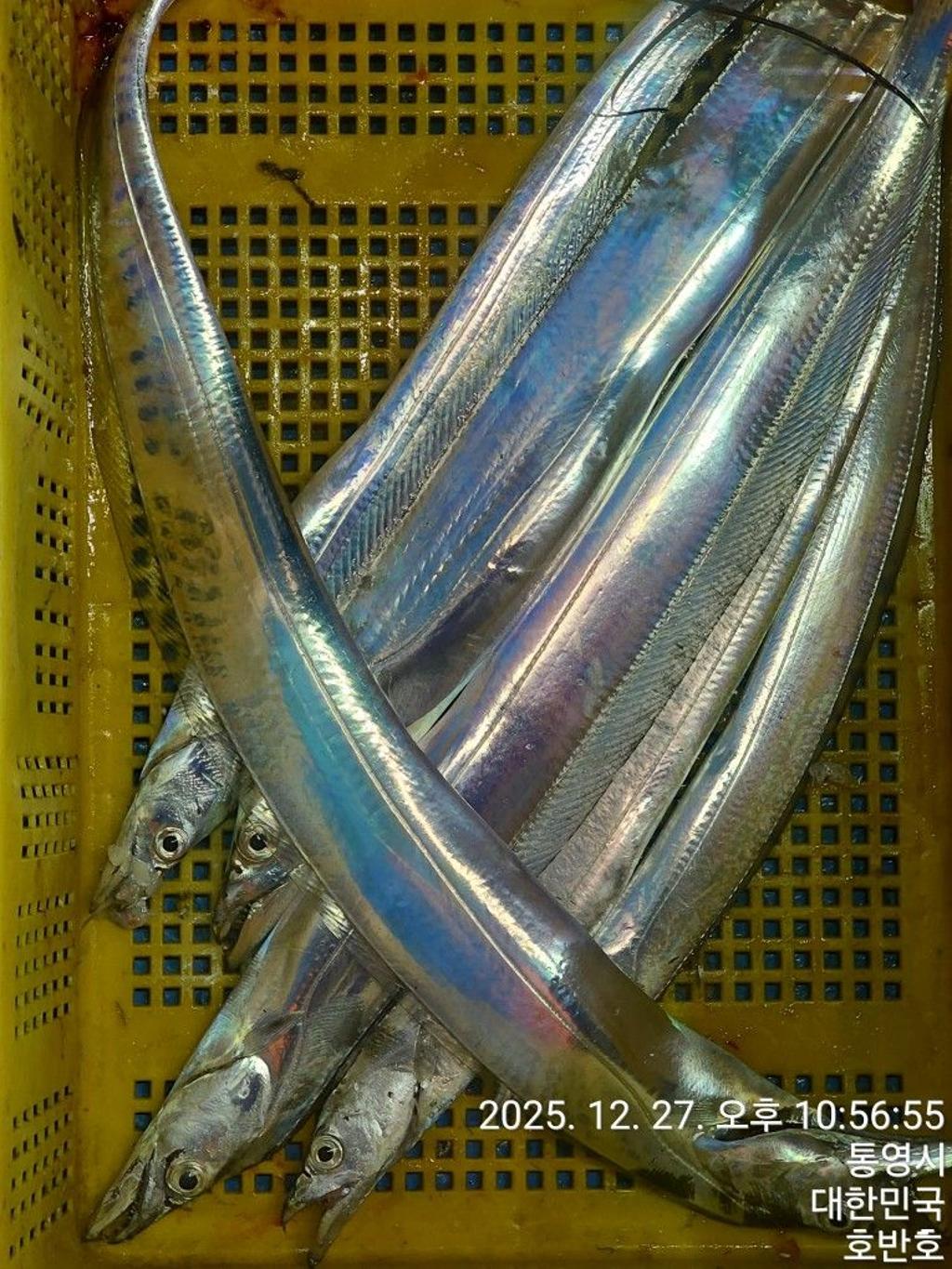 낚시뚜,갈치,통영 신전항,통영호반호,낚시뚜2