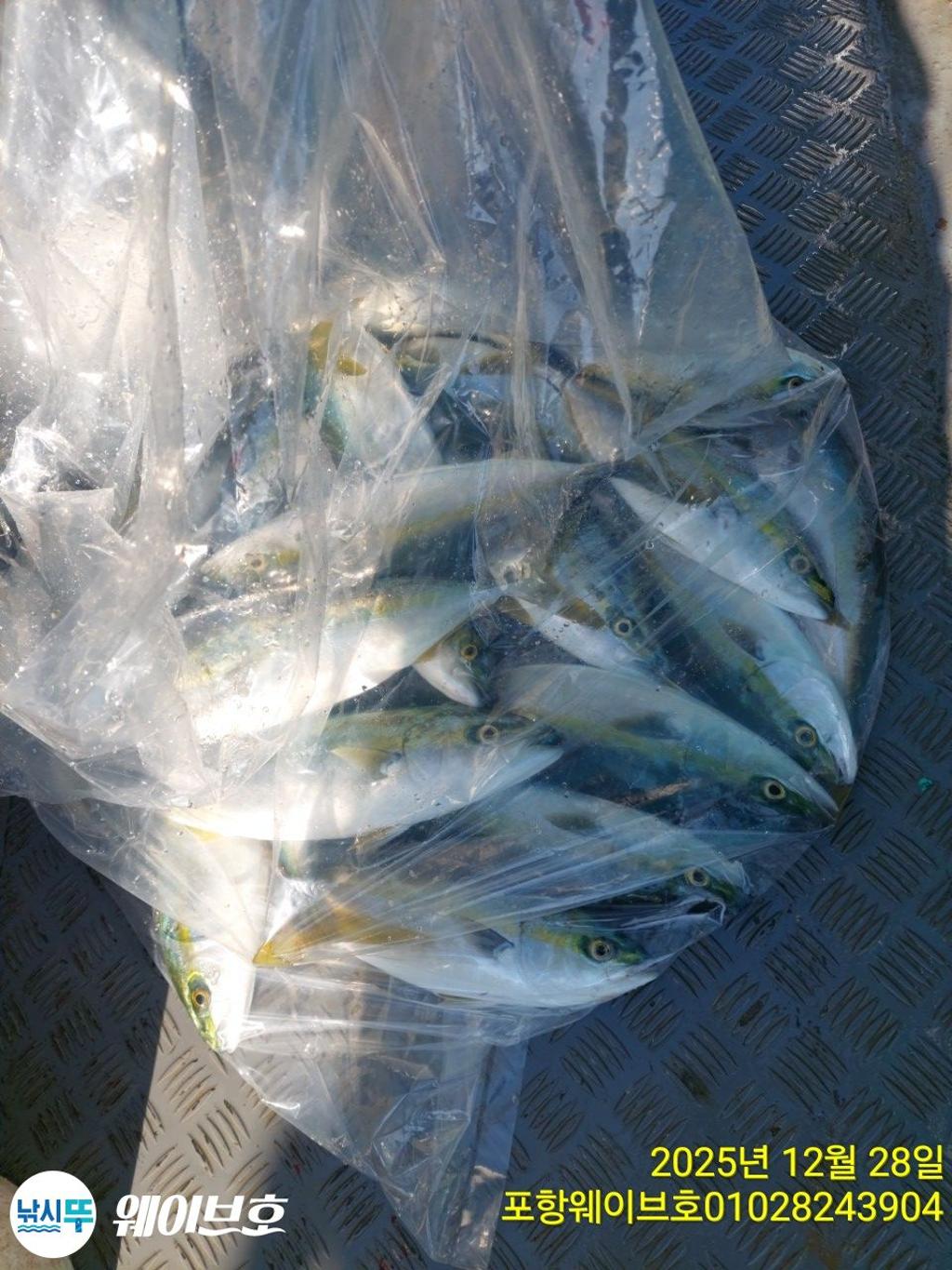 낚시뚜,방어,삼치,구룡포항,뉴웨이브호,낚시뚜22