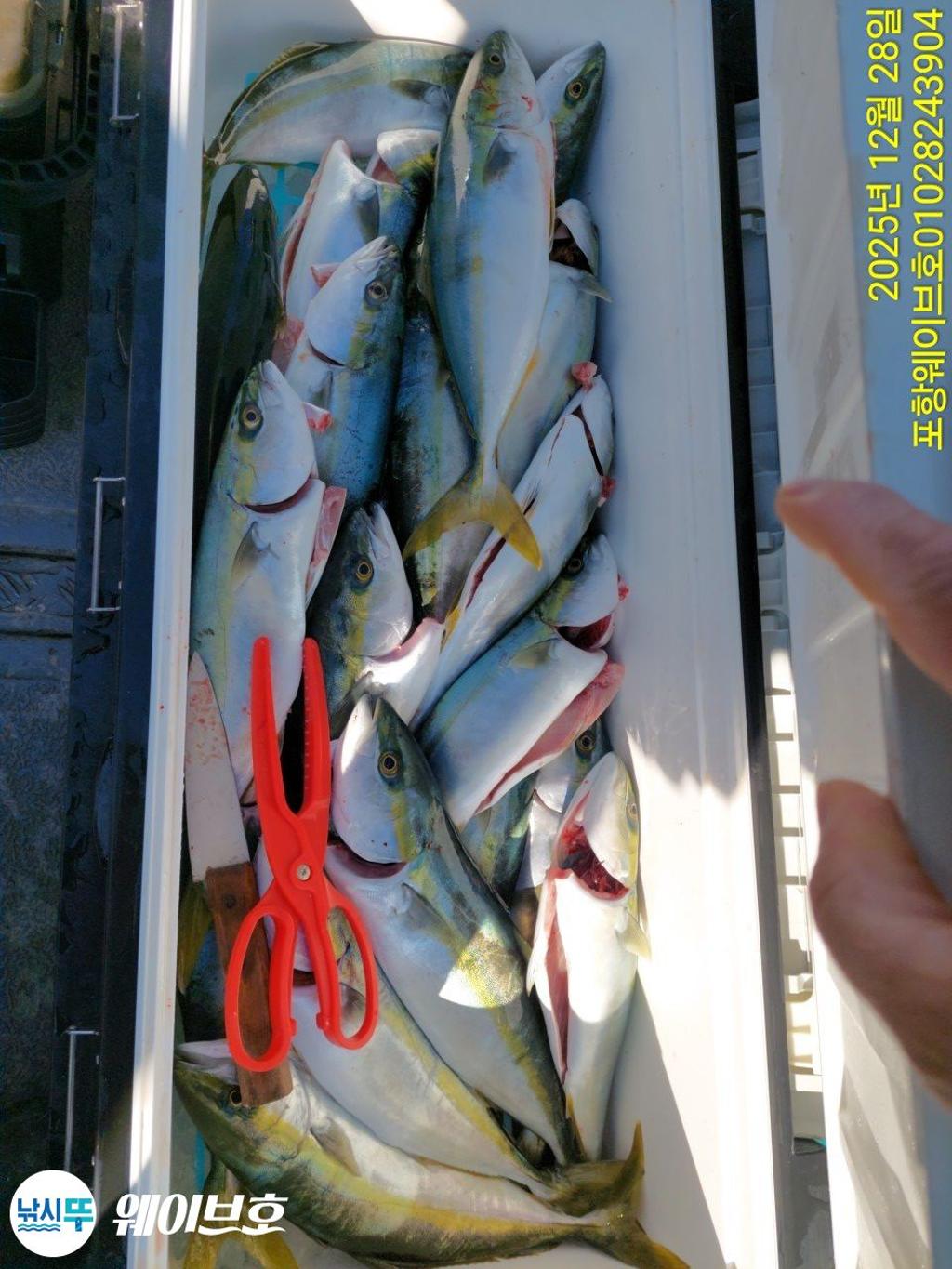 낚시뚜,방어,삼치,구룡포항,뉴웨이브호,낚시뚜20