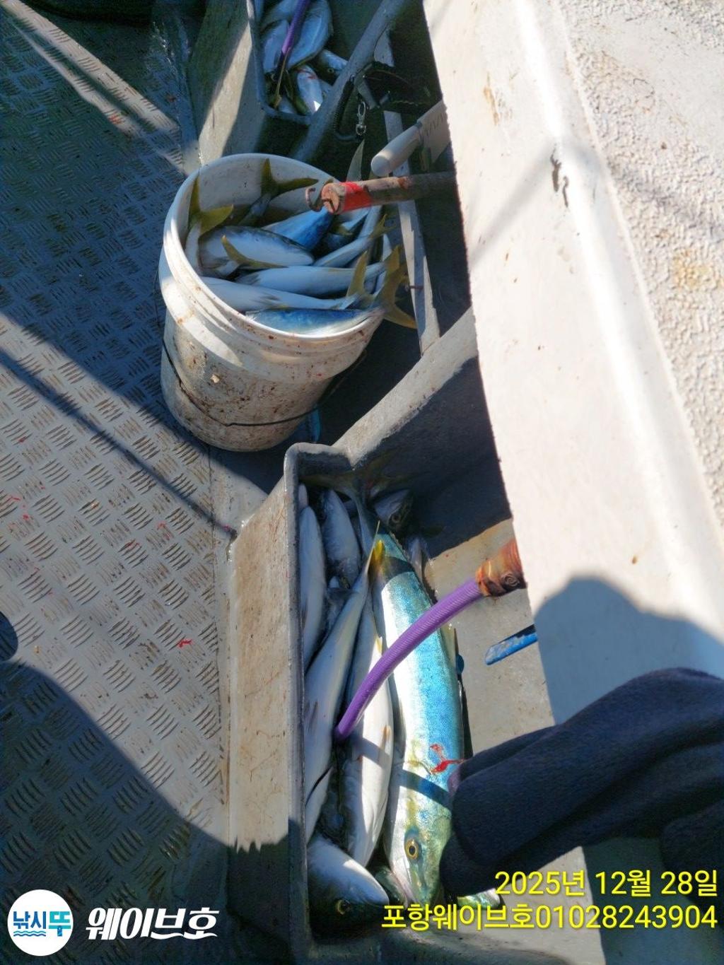 낚시뚜,방어,삼치,구룡포항,뉴웨이브호,낚시뚜19