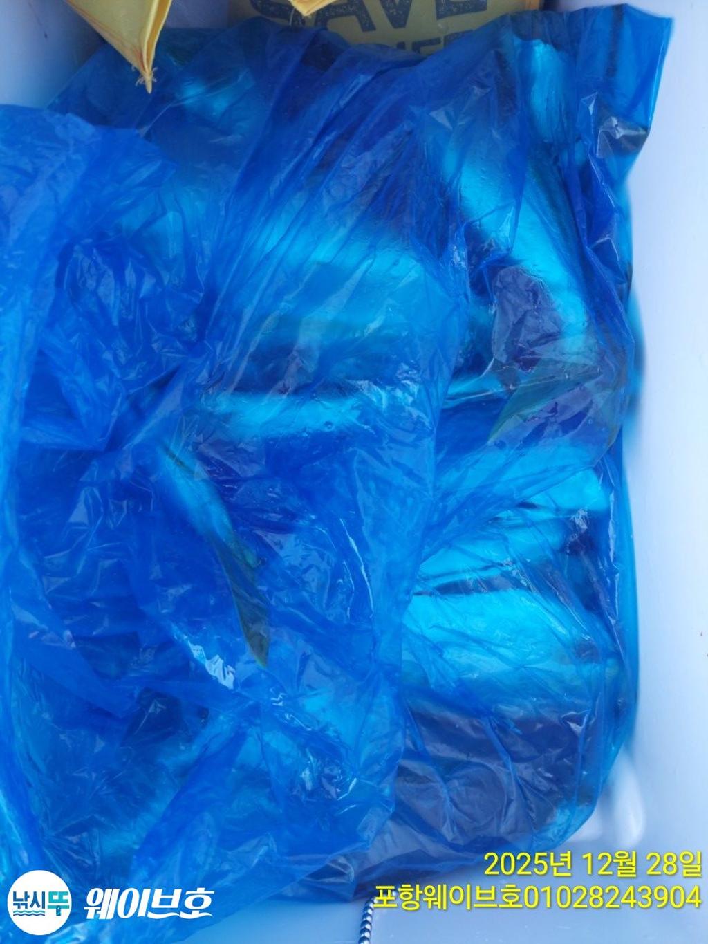 낚시뚜,방어,삼치,구룡포항,뉴웨이브호,낚시뚜17