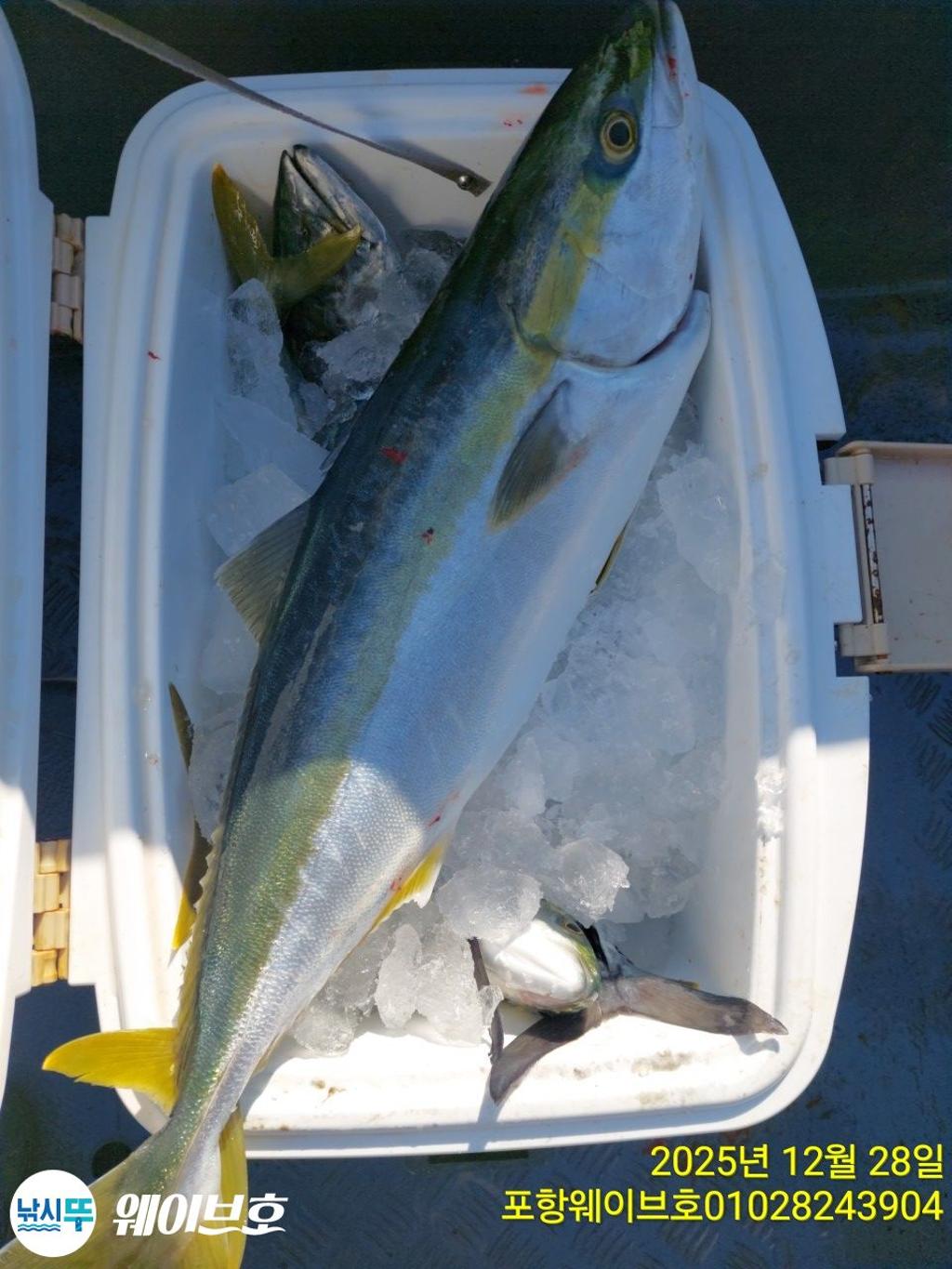 낚시뚜,방어,삼치,구룡포항,뉴웨이브호,낚시뚜16