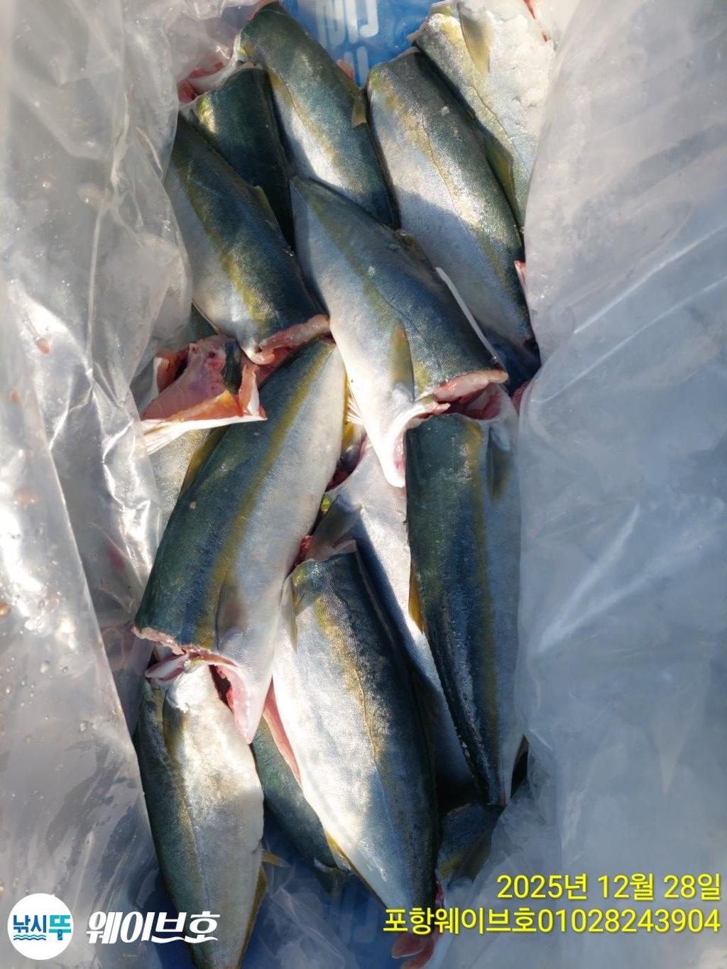 낚시뚜,방어,삼치,구룡포항,뉴웨이브호,낚시뚜15