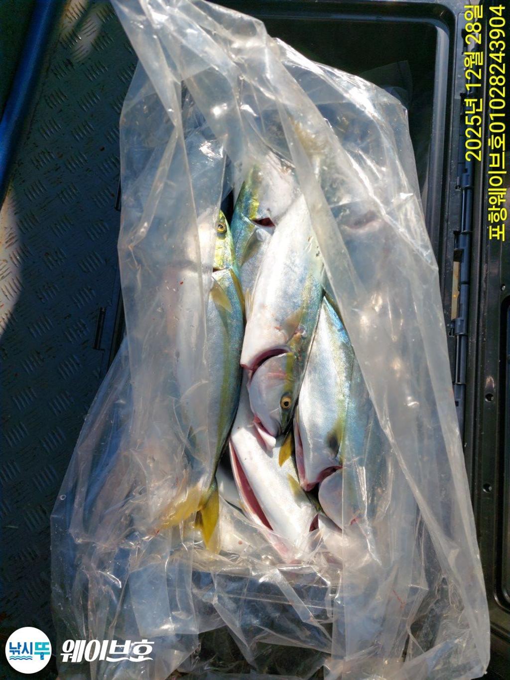 낚시뚜,방어,삼치,구룡포항,뉴웨이브호,낚시뚜13