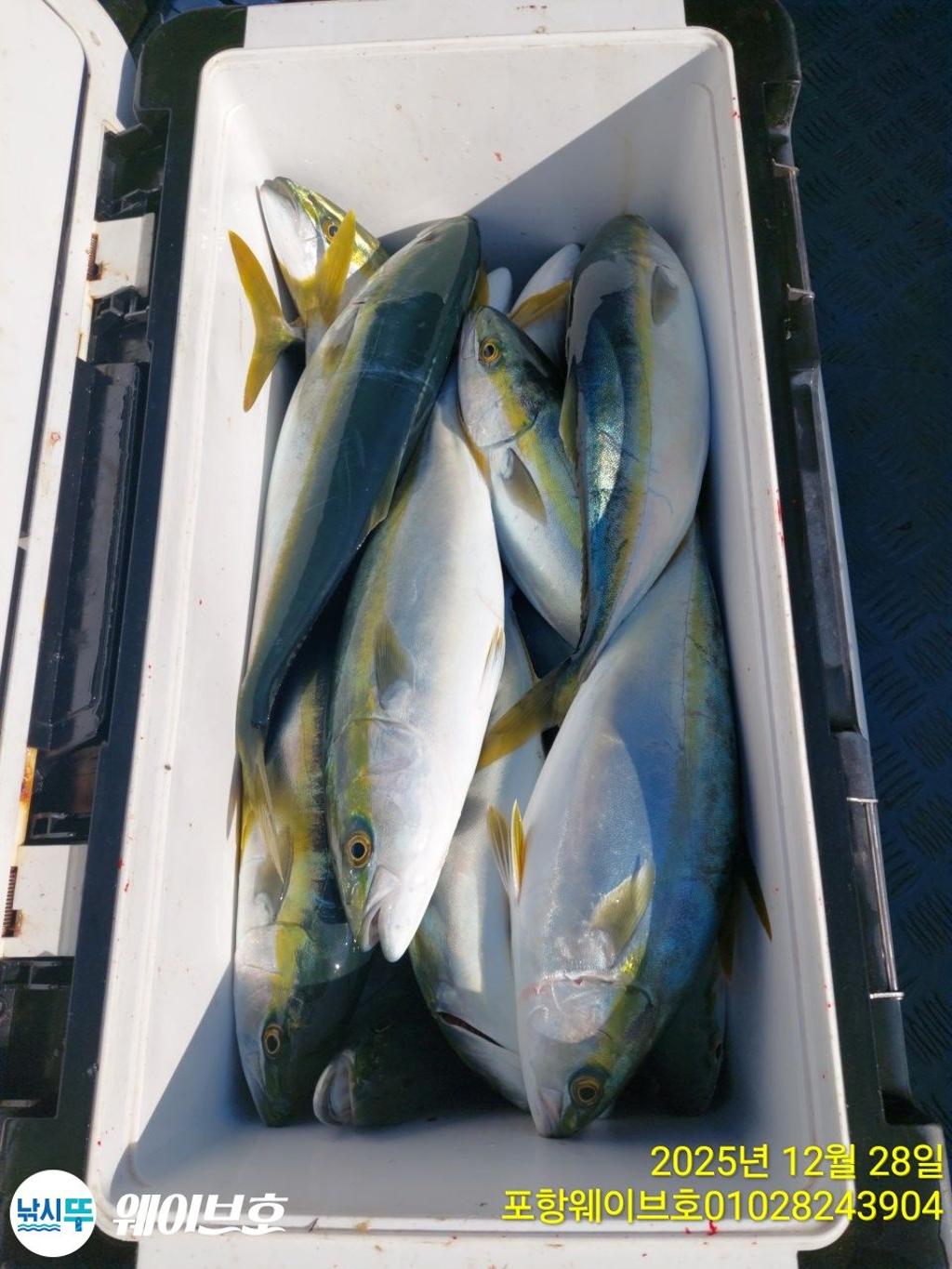 낚시뚜,방어,삼치,구룡포항,뉴웨이브호,낚시뚜12