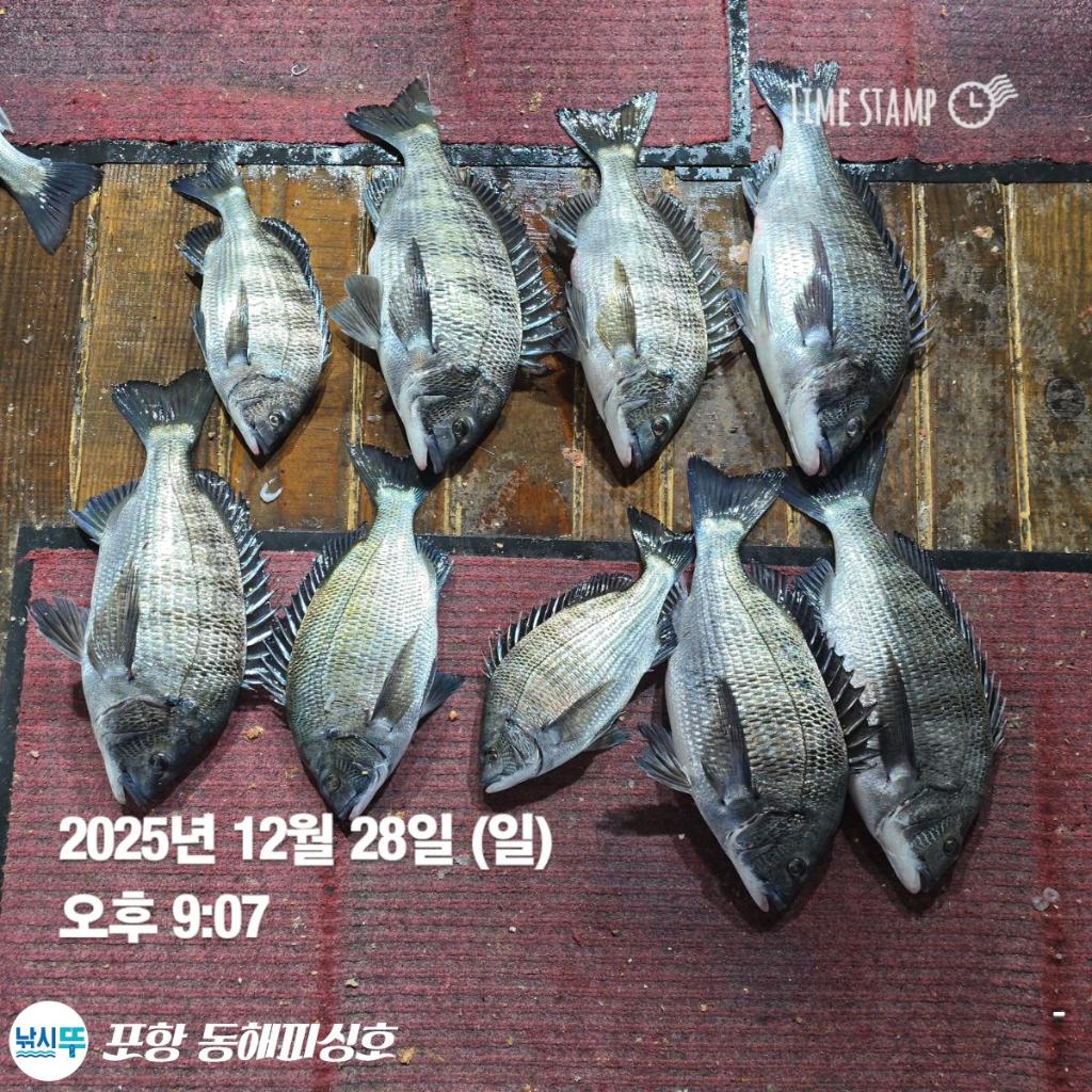 낚시뚜,감성돔,포항(운하관),포항 동해피싱호,낚시뚜6