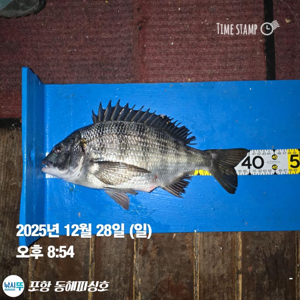 낚시뚜,감성돔,포항(운하관),포항 동해피싱호,낚시뚜4