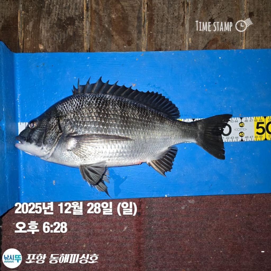 낚시뚜,감성돔,포항(운하관),포항 동해피싱호,낚시뚜1