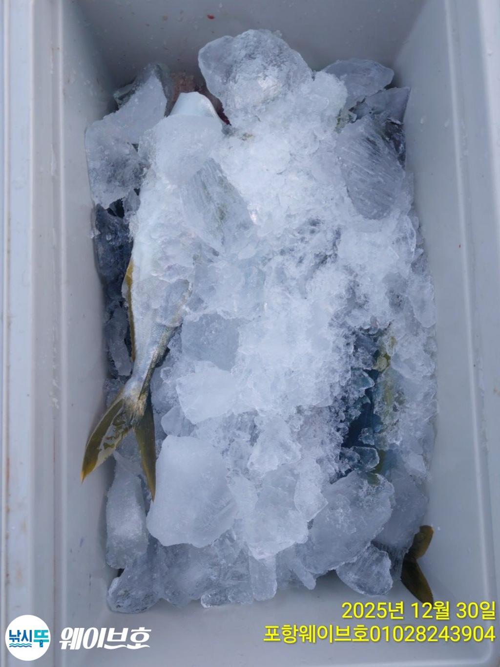 낚시뚜,방어,삼치,구룡포항,뉴웨이브호,낚시뚜19