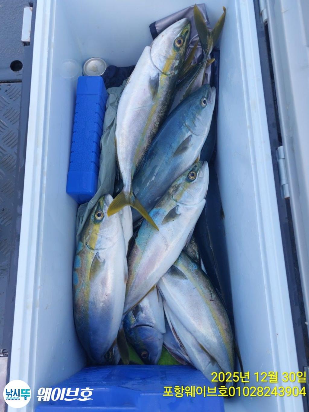 낚시뚜,방어,삼치,구룡포항,뉴웨이브호,낚시뚜18