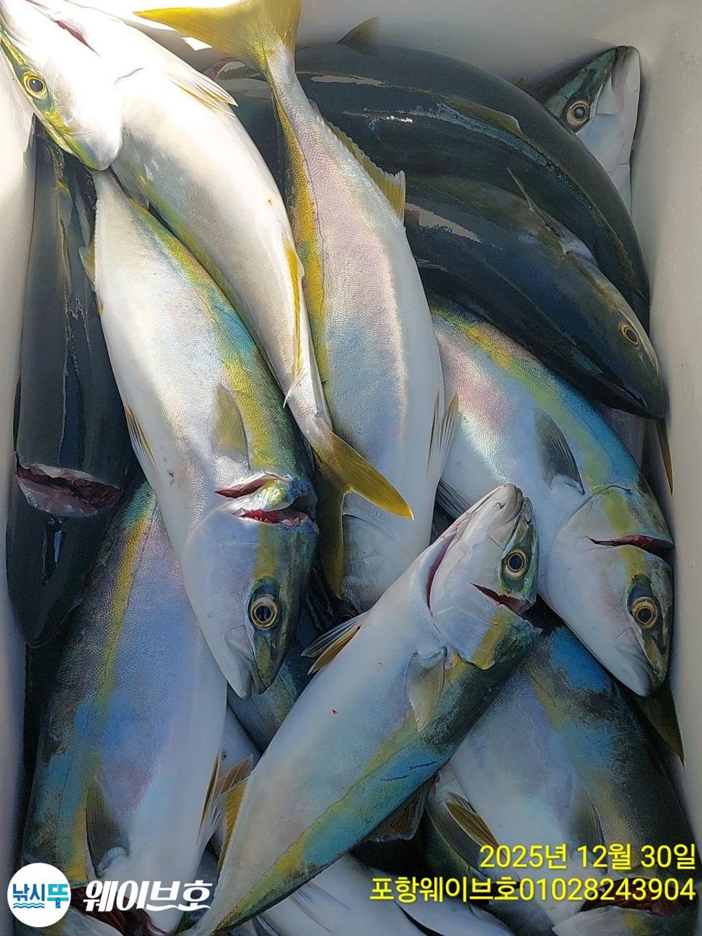 낚시뚜,방어,삼치,구룡포항,뉴웨이브호,낚시뚜17