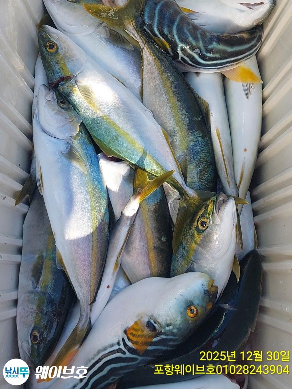 낚시뚜,방어,삼치,구룡포항,뉴웨이브호,낚시뚜16