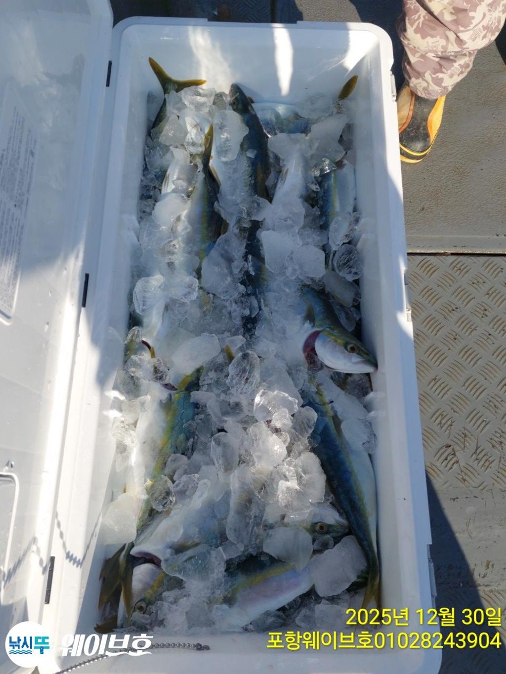 낚시뚜,방어,삼치,구룡포항,뉴웨이브호,낚시뚜12