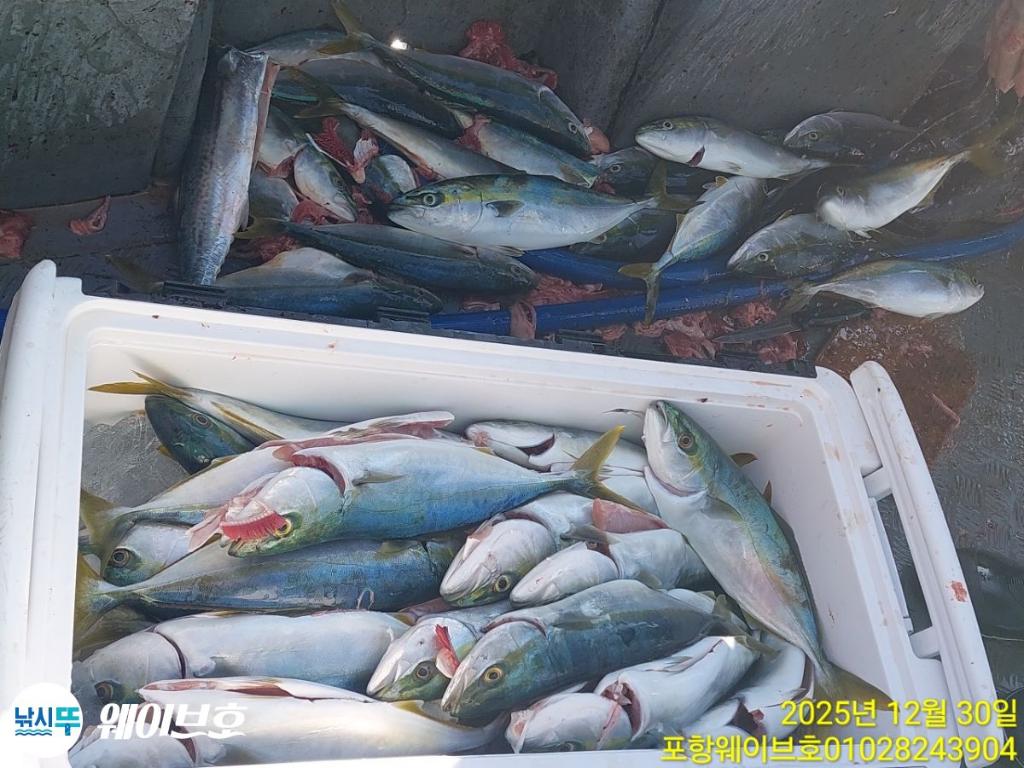 낚시뚜,방어,삼치,구룡포항,뉴웨이브호,낚시뚜11