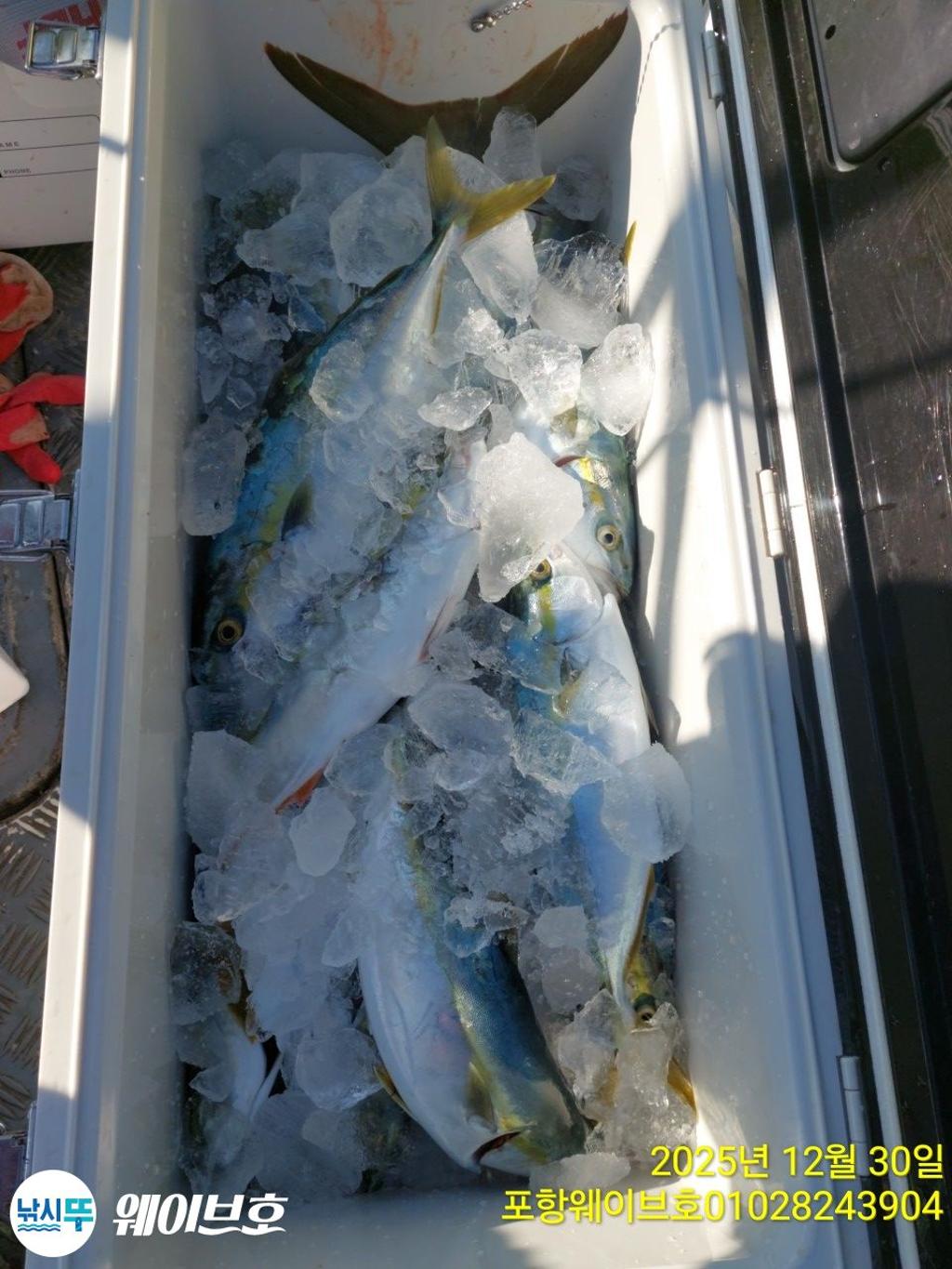 낚시뚜,방어,삼치,구룡포항,뉴웨이브호,낚시뚜10