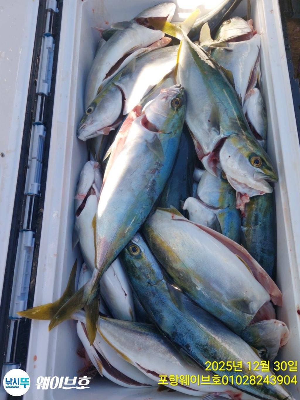 낚시뚜,방어,삼치,구룡포항,뉴웨이브호,낚시뚜9