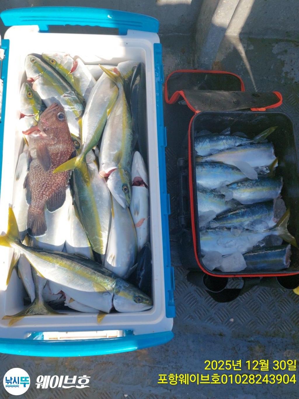 낚시뚜,방어,삼치,구룡포항,뉴웨이브호,낚시뚜8