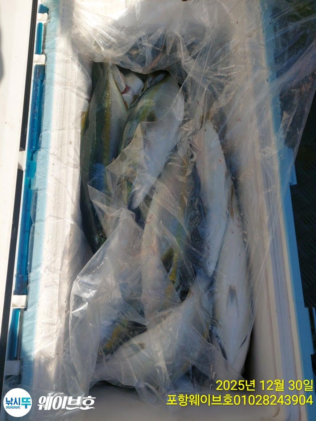 낚시뚜,방어,삼치,구룡포항,뉴웨이브호,낚시뚜7