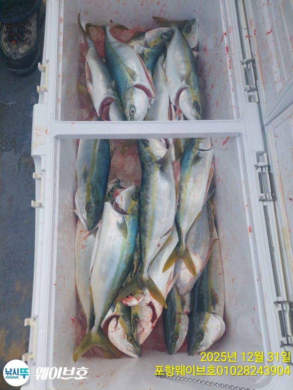 낚시뚜,방어,삼치,구룡포항,뉴웨이브호,낚시뚜13