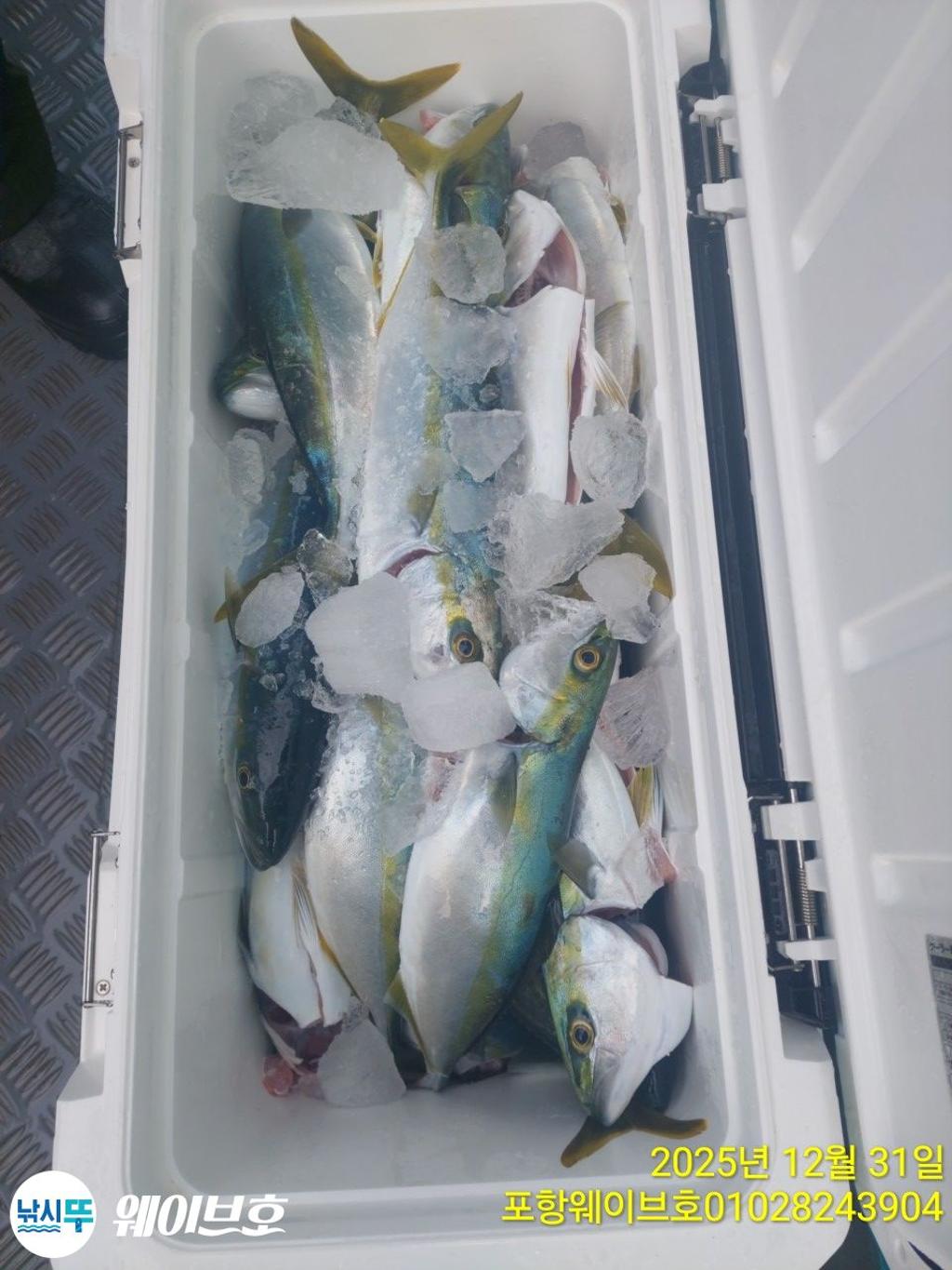 낚시뚜,방어,삼치,구룡포항,뉴웨이브호,낚시뚜12