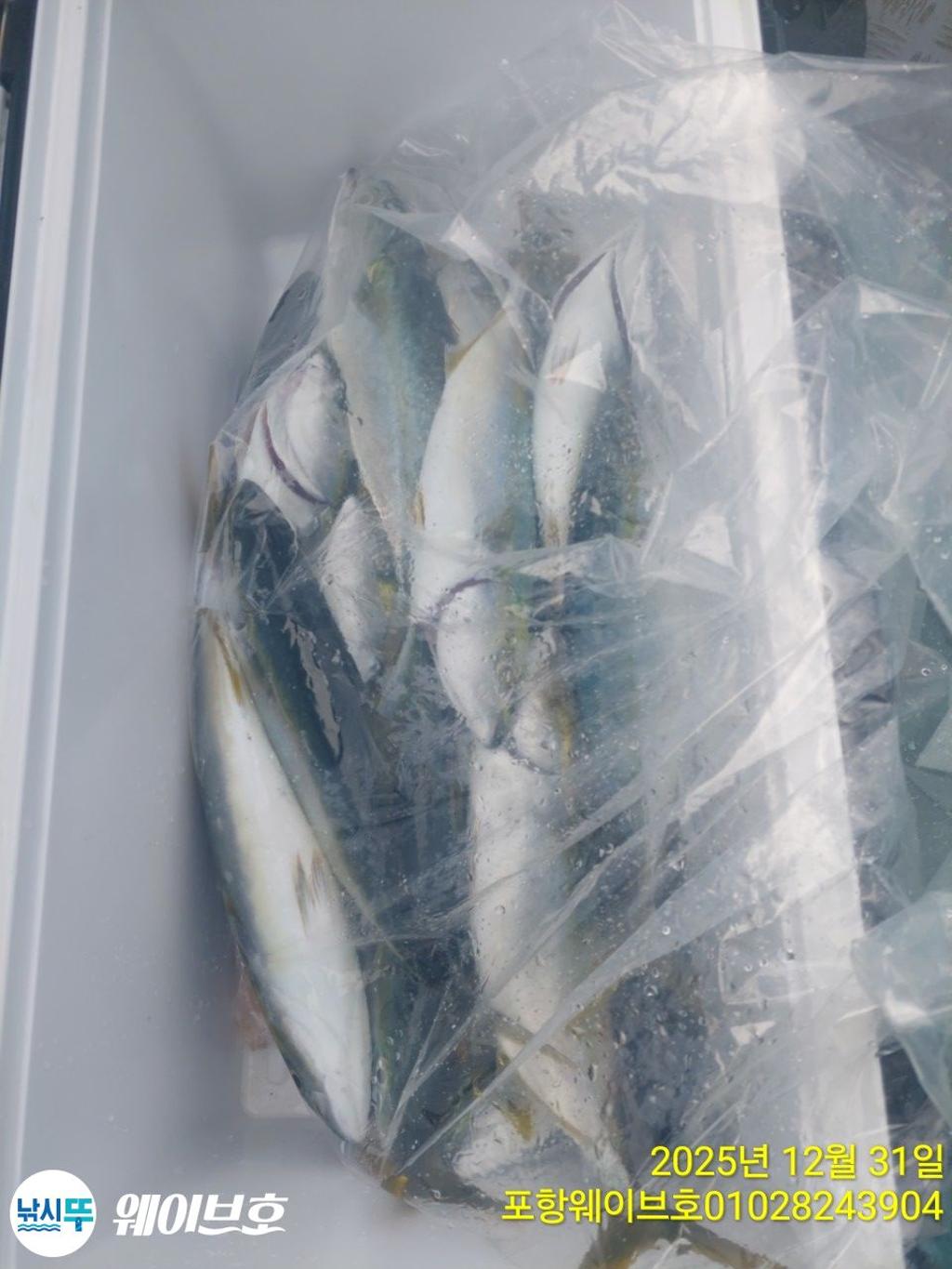 낚시뚜,방어,삼치,구룡포항,뉴웨이브호,낚시뚜11