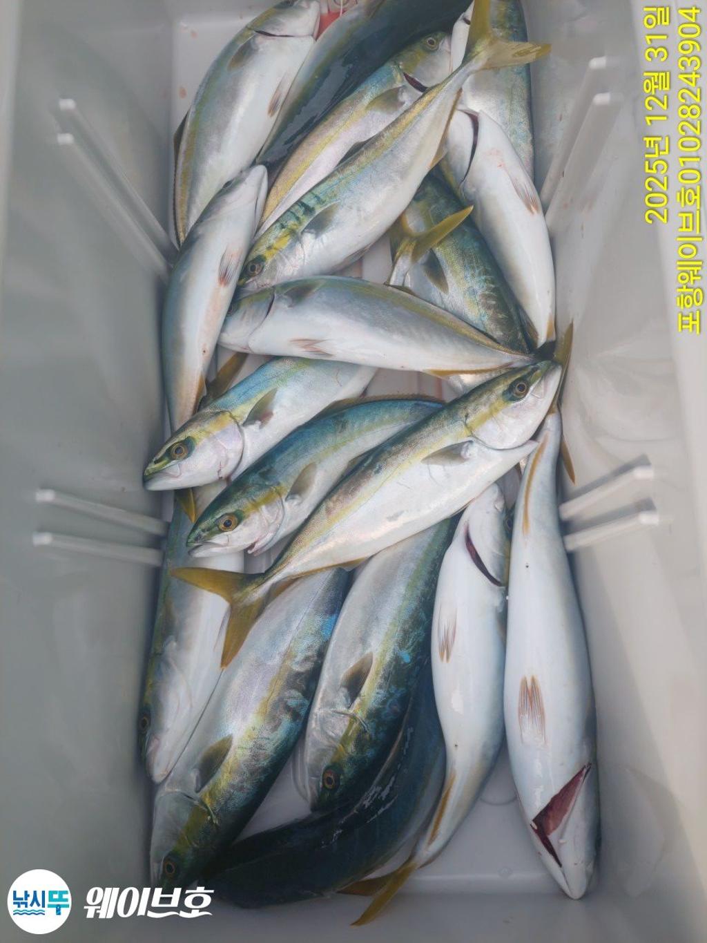 낚시뚜,방어,삼치,구룡포항,뉴웨이브호,낚시뚜10