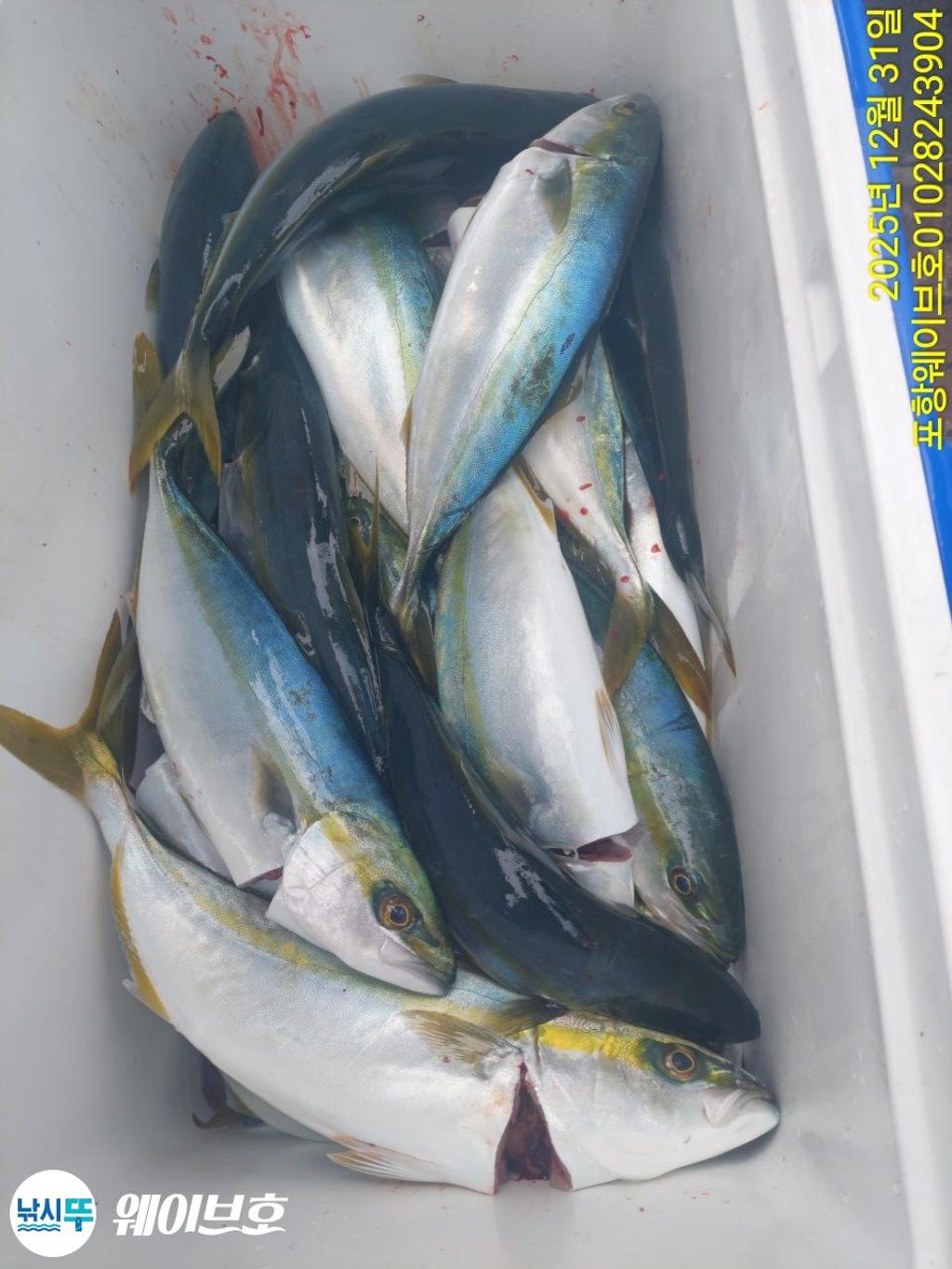 낚시뚜,방어,삼치,구룡포항,뉴웨이브호,낚시뚜9