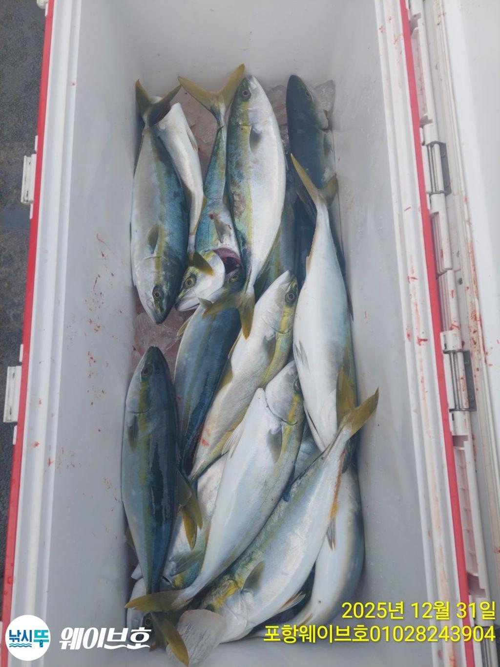 낚시뚜,방어,삼치,구룡포항,뉴웨이브호,낚시뚜8