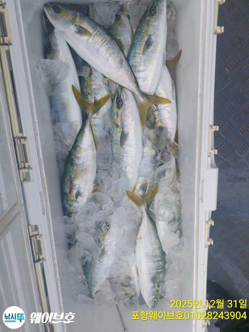 낚시뚜,방어,삼치,구룡포항,뉴웨이브호,낚시뚜7