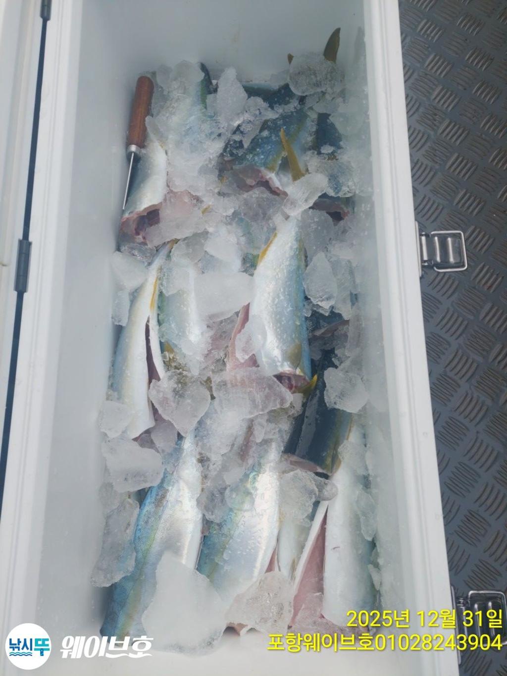 낚시뚜,방어,삼치,구룡포항,뉴웨이브호,낚시뚜6