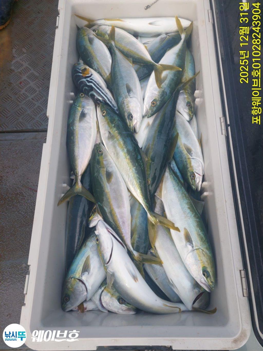 낚시뚜,방어,삼치,구룡포항,뉴웨이브호,낚시뚜5