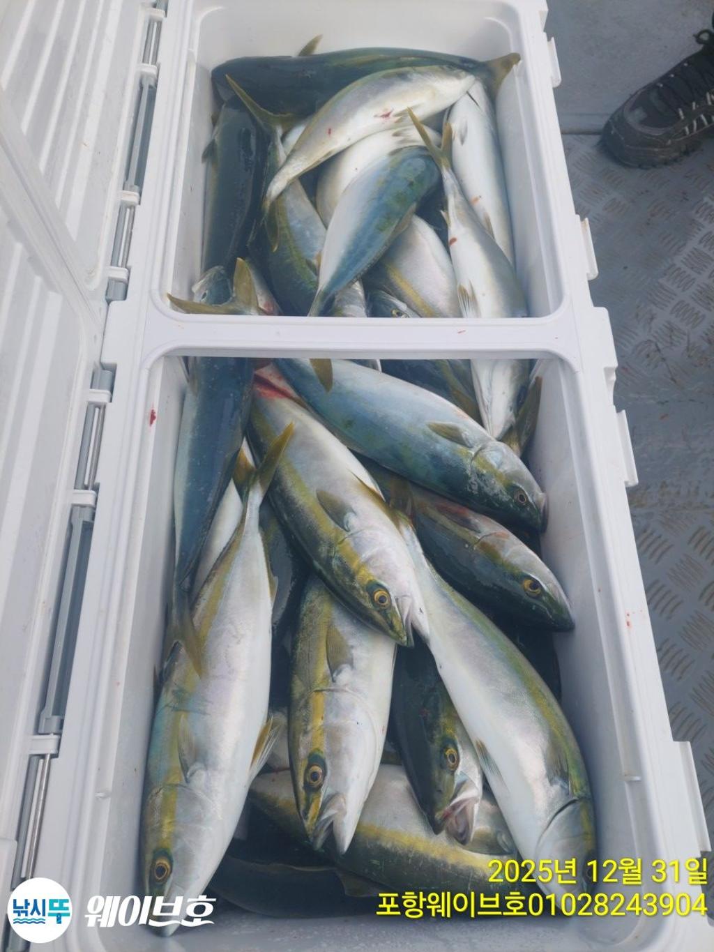 낚시뚜,방어,삼치,구룡포항,뉴웨이브호,낚시뚜4