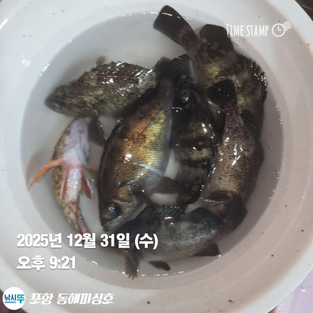 낚시뚜,감성돔,포항(운하관),포항 동해피싱호,낚시뚜9