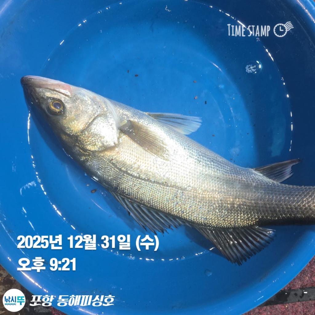 낚시뚜,감성돔,포항(운하관),포항 동해피싱호,낚시뚜8