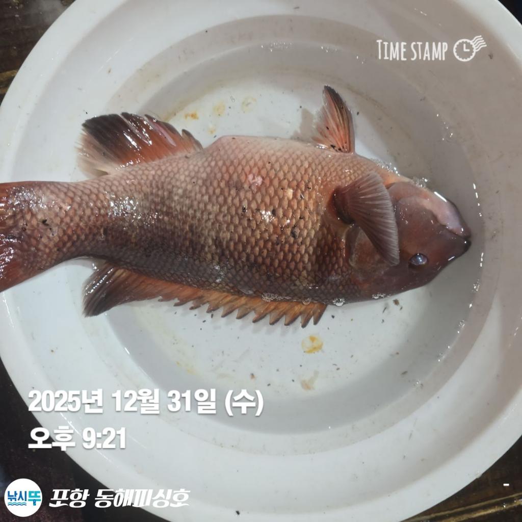 낚시뚜,감성돔,포항(운하관),포항 동해피싱호,낚시뚜7
