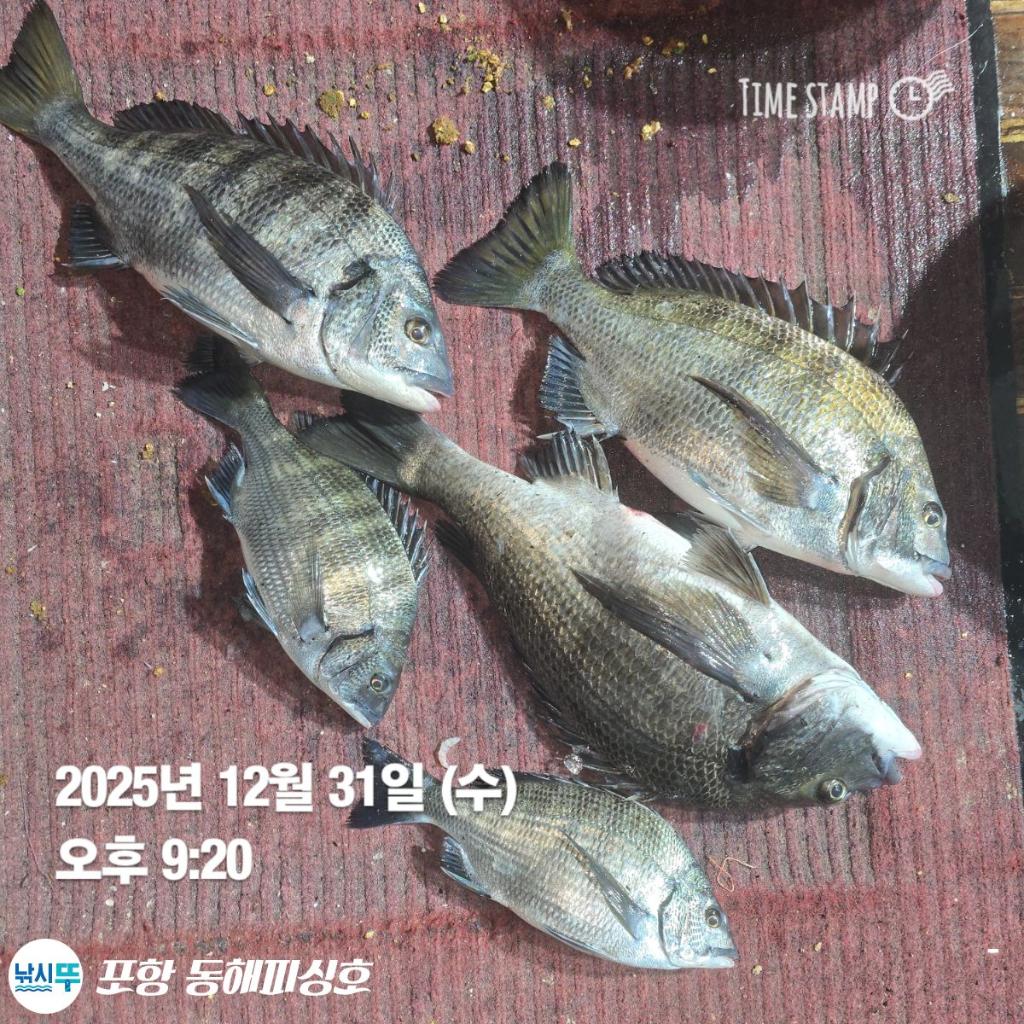 낚시뚜,감성돔,포항(운하관),포항 동해피싱호,낚시뚜6