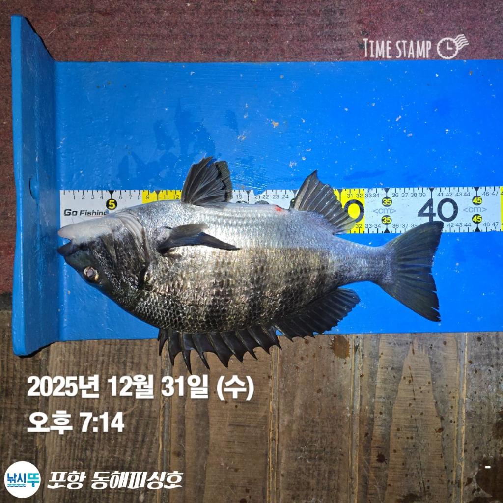낚시뚜,감성돔,포항(운하관),포항 동해피싱호,낚시뚜3