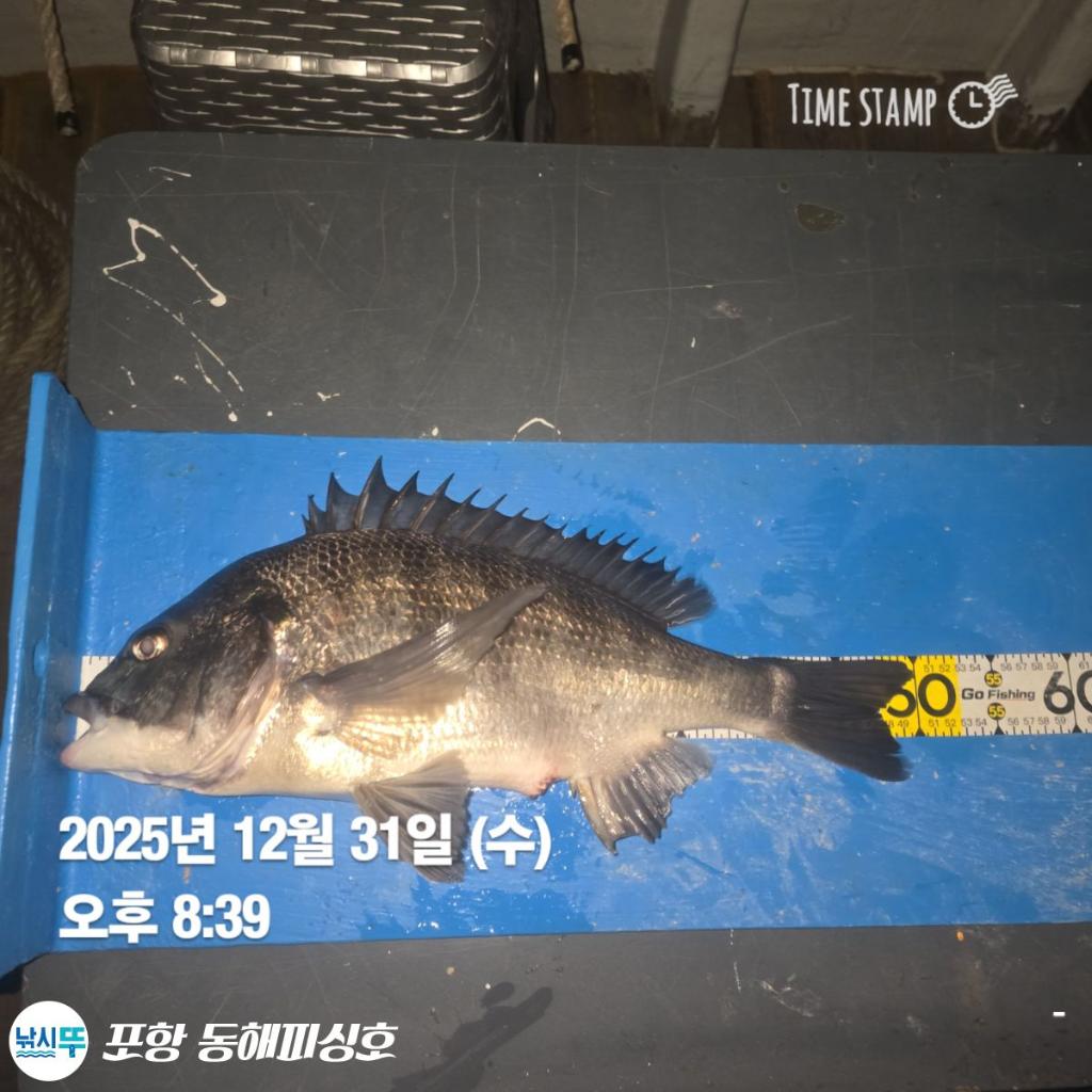 낚시뚜,감성돔,포항(운하관),포항 동해피싱호,낚시뚜1