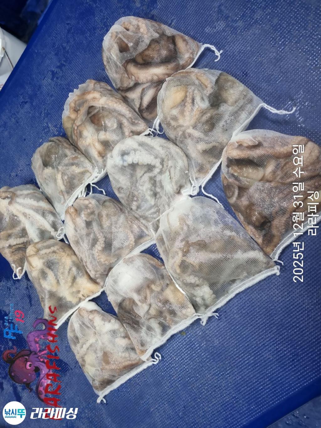 낚시뚜,낙지,속천항(진해),라라피싱,낚시뚜19