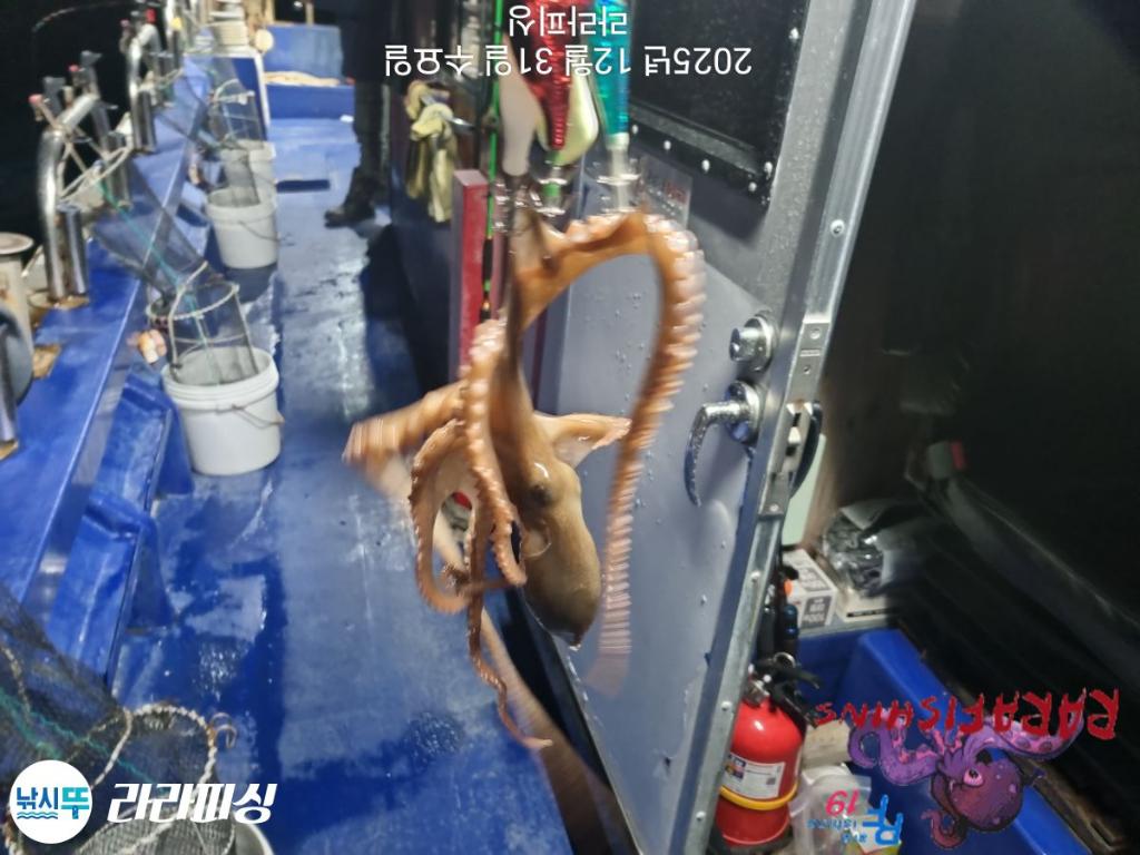 낚시뚜,낙지,속천항(진해),라라피싱,낚시뚜11