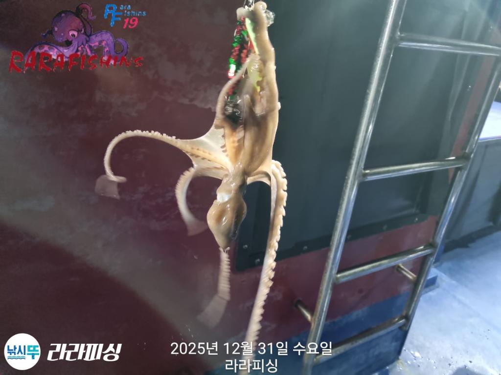 낚시뚜,낙지,속천항(진해),라라피싱,낚시뚜8
