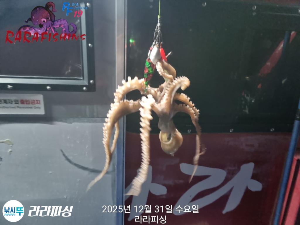 낚시뚜,낙지,속천항(진해),라라피싱,낚시뚜6