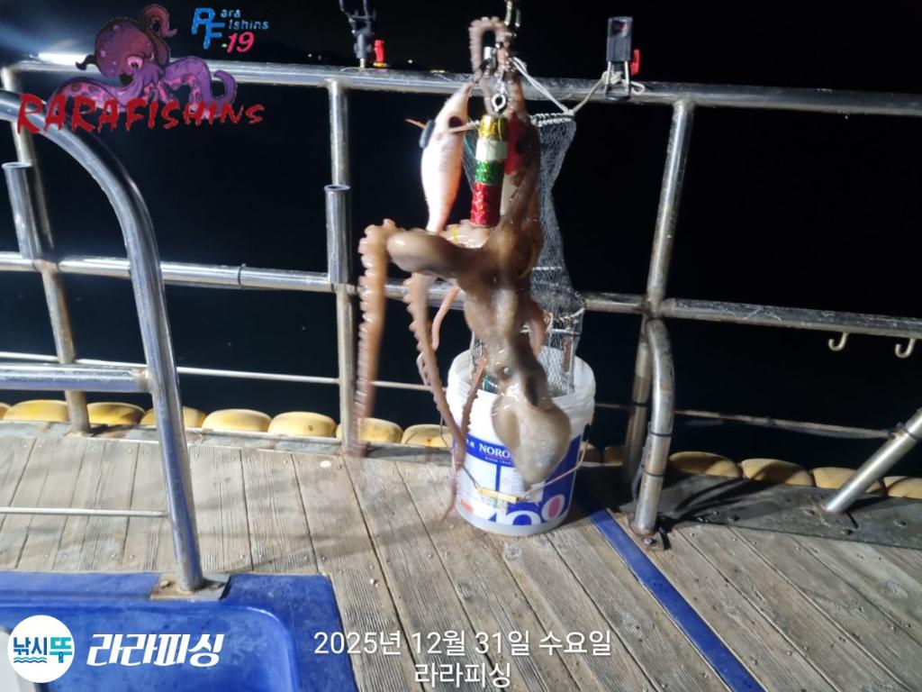 낚시뚜,낙지,속천항(진해),라라피싱,낚시뚜4