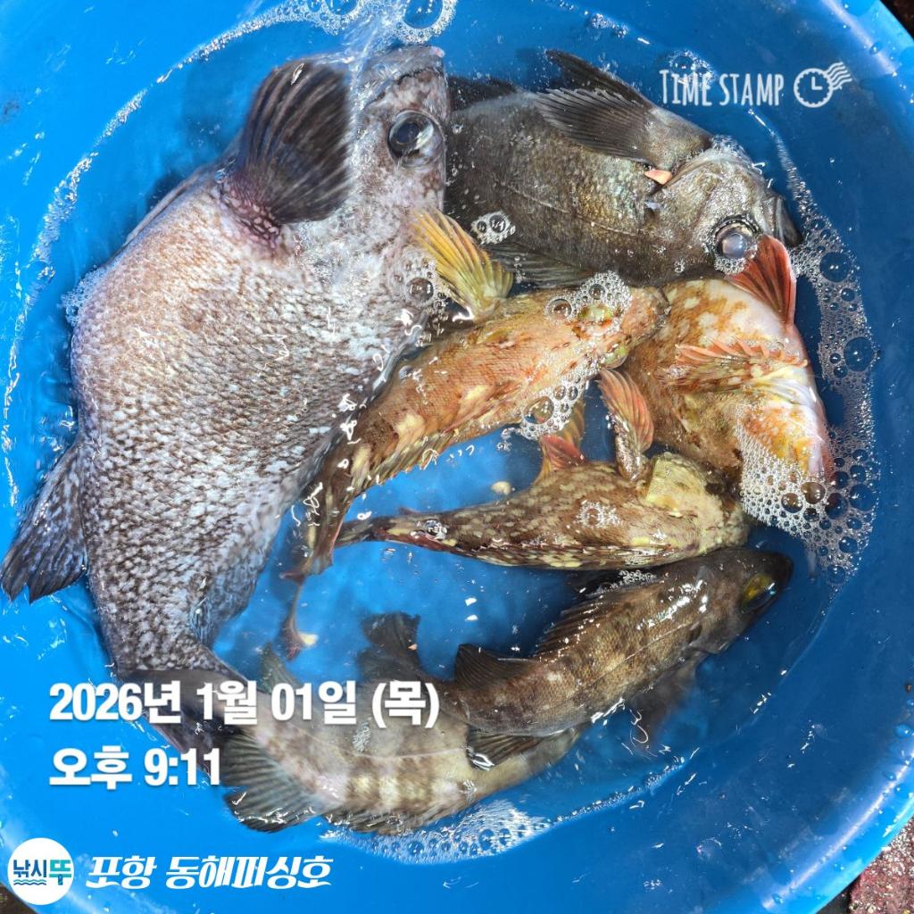낚시뚜,감성돔,포항(운하관),포항 동해피싱호,낚시뚜6