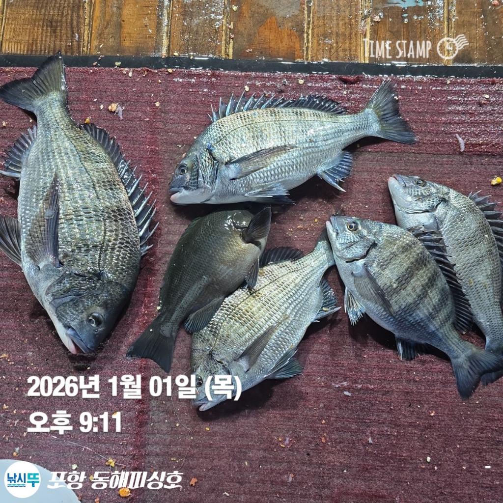 낚시뚜,감성돔,포항(운하관),포항 동해피싱호,낚시뚜5