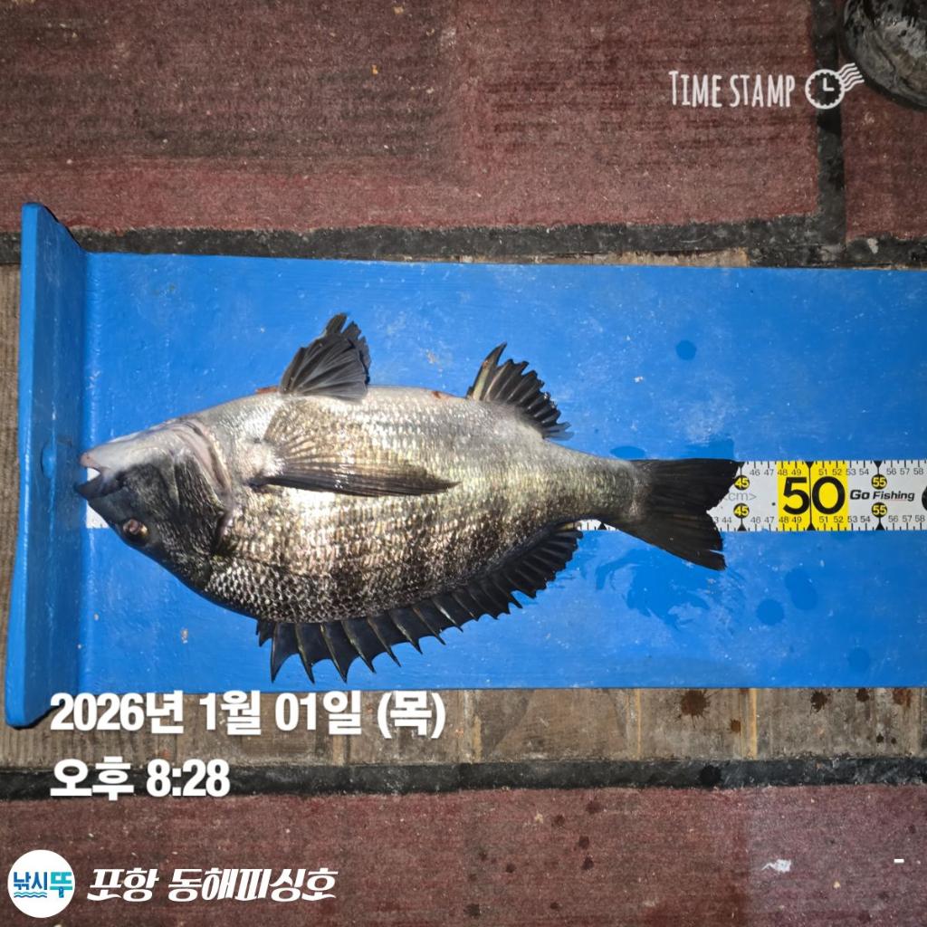 낚시뚜,감성돔,포항(운하관),포항 동해피싱호,낚시뚜1
