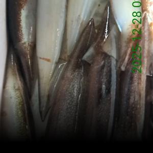 조황, 오징어+한치~~ 오늘 5자리 남아있어요 ~(토.일.예약가능)