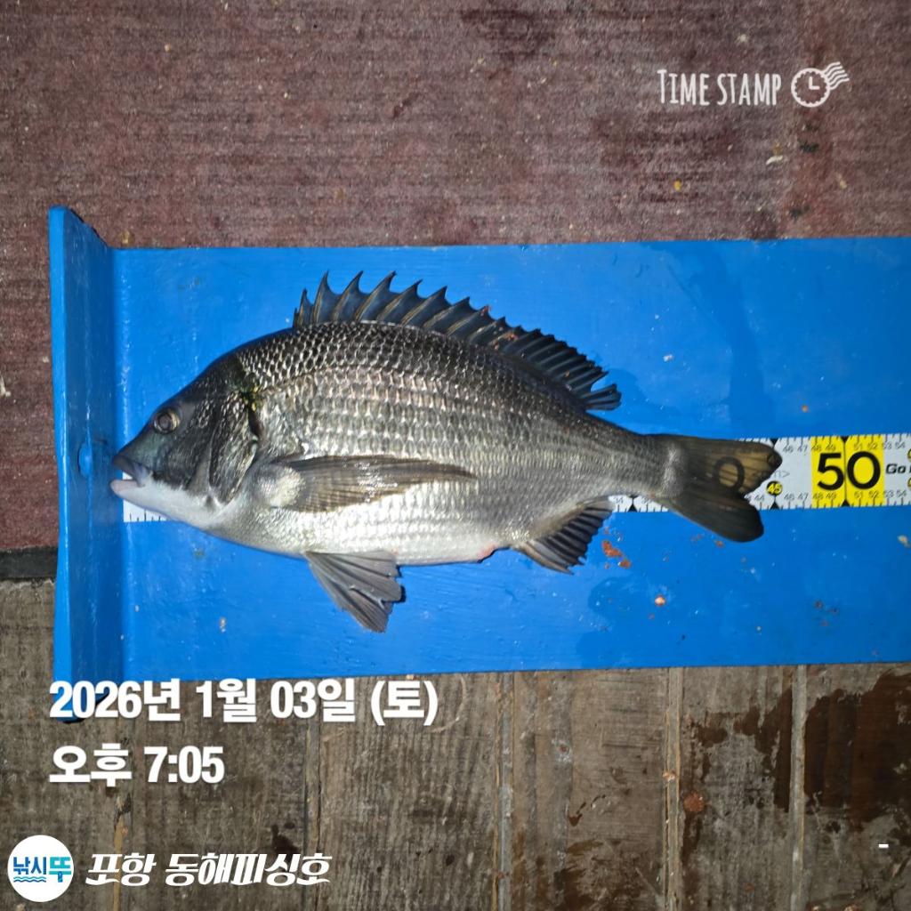 낚시뚜,감성돔,포항(운하관),포항 동해피싱호,낚시뚜1
